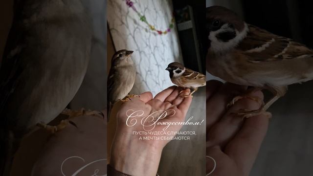 Мои воробьи Боня и Бин☃️ С Рождеством 🌲🌲🌲