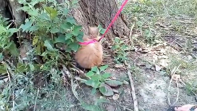 Карликовый Кролик Наш по имени "Крош ван Дам"