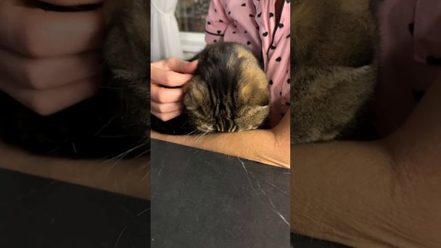 ЧЕССИ🐯ТАКОВА НАША ЖЕНСКАЯ ДОЛЯ 🤣🥂🍾👩❤️👨