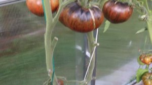 Обзор сортов новинок томатов 2024 года. Томаты от Фёдора.