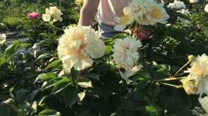 Quitzin peony. Квитзин пион (разные формы цветка). Пулков сад.