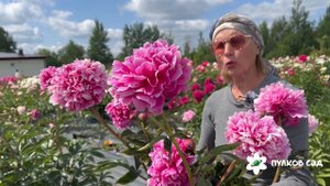 Лада пион. Пулков сад