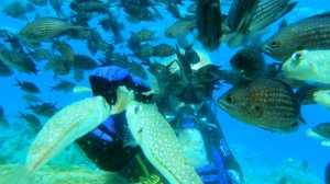 ПЕЩЕРЫ И КАНЬОНЫ ДАЙВИНГ НА КИПРЕ АЙЯ НАПА И ПРОТАРАС
CAVES AND CANYONS DIVING ON CYPRUS