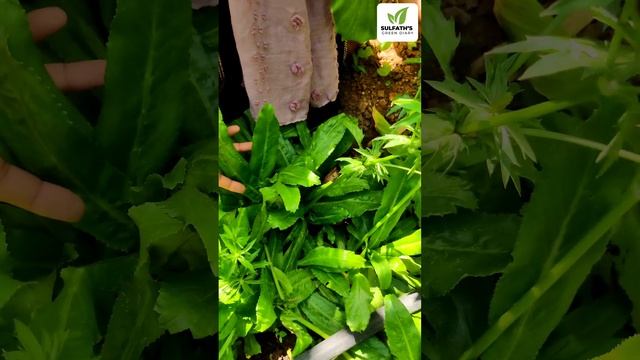 ആഫ്രിക്കൻ മല്ലിയില | ഉയർന്ന യൂറിക് ആസിഡ് കുറയ്ക്കാനും വേദന മാറാനും ഈ വെള്ളം കുടിച്ചാൽ മതി #shorts смотреть онлайн