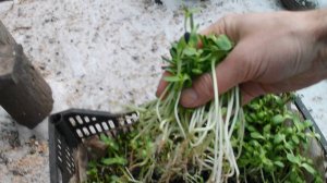 Выгодный корм для домашней птицы своими руками. Микрозелень и проростки зерносмеси на корм фазанам.
