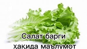 Салат барги ҳақида маълумот.