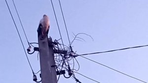 Свить новое гнездо!!!!Аисты решили у нас остаться!#аисты#село #огород #сад #сериал #