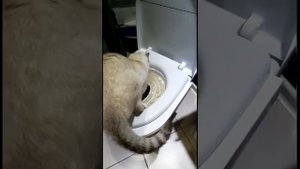 опасность в унитазе