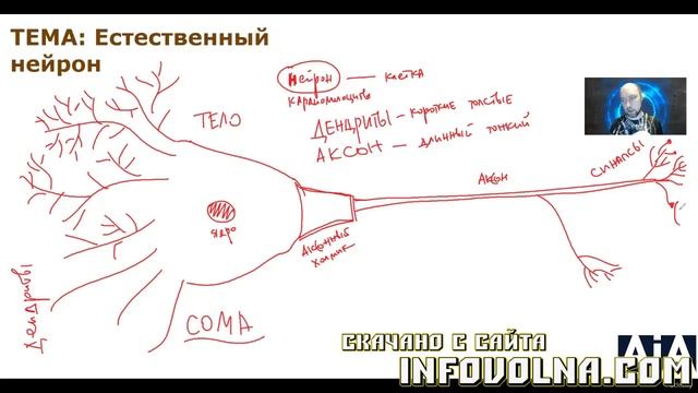 5. Естественный нейрон