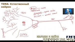 5. Естественный нейрон