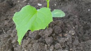 Рассада Огурцов 🥒☀️ Для хорошего Урожая 🥒Когда необходимо высаживать в грунт!🥒