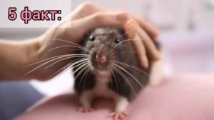 10 интересных фактов о крысах