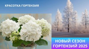 Открываю новый сезон гортензий 2025🌿🌺👌