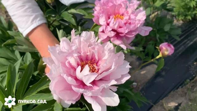 First arrival peony. Фёрст арривал пион смотреть онлайн