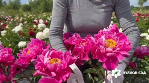 Red Sarah Bernhardt peony. Рэд Сара Бернар пион. Пулков сад