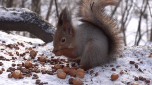 Небольшая зарисовка с белками