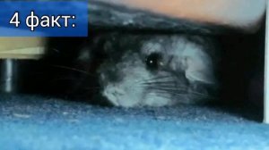 10 интересных фактов о шиншиллах