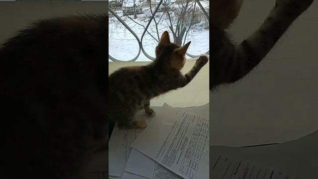 Симка 3