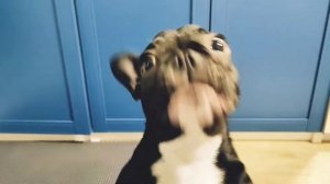 Французский бульдог разговаривает с хозяином