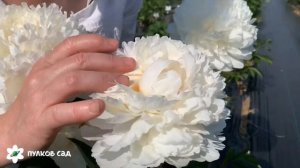 Bowl of cream peony. Боул оф крим пион
