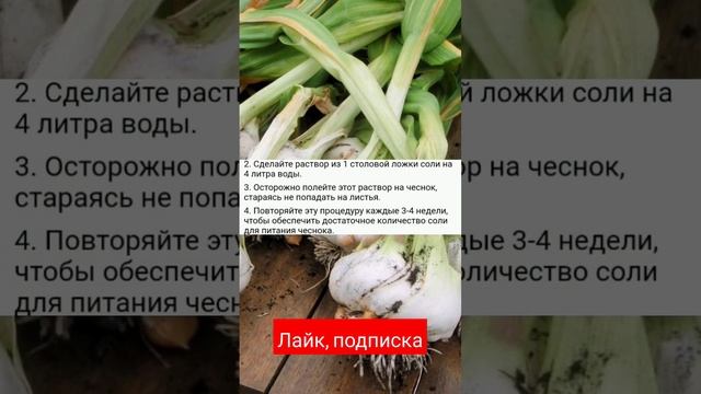 Соль для чеснока осенью для обильного урожая