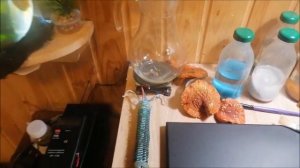 Дух мухомора ОБРАЗ