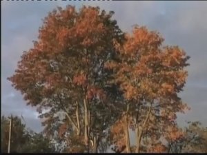 Слава Богу за все! Времена года. Осень, 2006.