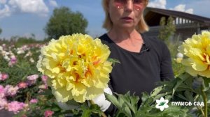 Dushesse De Lorraine peony. Дюшес де Лорэн пион. Пулков сад