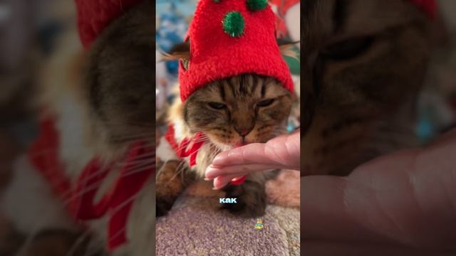 Счастливого Рождества! #рождество #котики #самуэлькотик