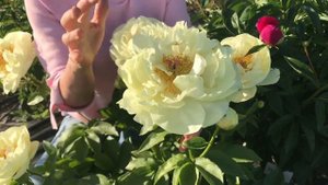 Lemon Chiffon peony. Лемон Шиффон пион. Пулков сад