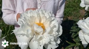 Miss America peony. Мисс Америка пион. Пулков сад