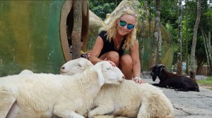 КОЗЛЫ И БАРАНЫ ВИНПЕРЛ ФУКУОК ВЬЕТНАМ
GOATS AND SHEEP WINPERL PHU QUOC VIETNAM