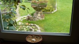 ВЫРАЩИВАНИЕ ГРИБ ВЕСЁЛКА