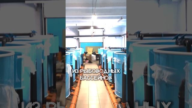 Как Устроен Бизнес на СОМАХ?