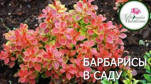 БАРБАРИС В САДУ