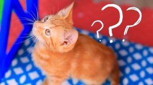 Богатая кошка vs бедная собака! Строим секретные домики для животных!