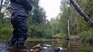 Ловля ручьевой форели !