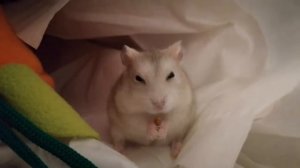 Как уговорить родителей завести питомца?