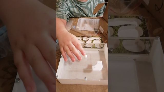 Первая муровьиная ферма с муравьями жнецами. Заселение. Подпишись и поставь лайк.