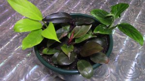 Детский сад филоденлронов.