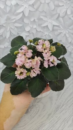 Фиалка DS-Маршмэллоу
