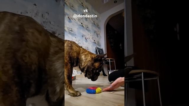 Вредина #собака #французскийбульдог #bulldog #смешныеживотные #животные #милыеживотные