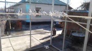 Селекционные Голуби В Казахстане / Zuchttauben in Kasachstan / Pigeon (Хасан Kасымов / Алматы )