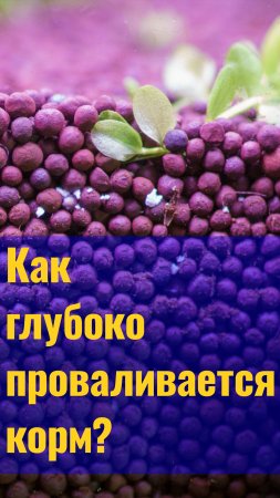 Почему ФРАКЦИЯ ГРУНТА должна быть 1-3 ММ? НАСКОЛЬКО глубоко проникает корм В ГРУНТ аквариума?