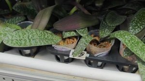 Раджа ОРХОРАЙ обокрали пока он в Китае 🤯/ ОБЗОР ТЕПЛИЦЫ ОРХИДЕЙ ОРХОРАЙ