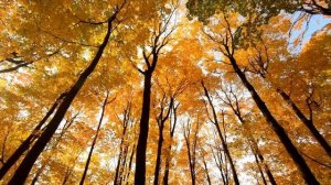 #ОСЕНЬ #СЕНТЯБРЬ Осеняя музыкальная зарисовка #SEPTEMBER Beautiful Autumn Musical Sketch