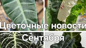Цветочные новости Сентября