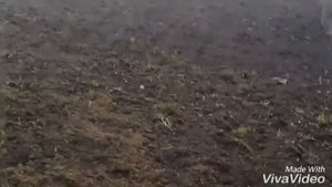 Посадка редиски в теплицу