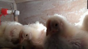 БРОЙЛЕРАМ ТРИ НЕДЕЛИ    ЭКСПЕРИМЕНТ ПРОДОЛЖАЕТСЯ