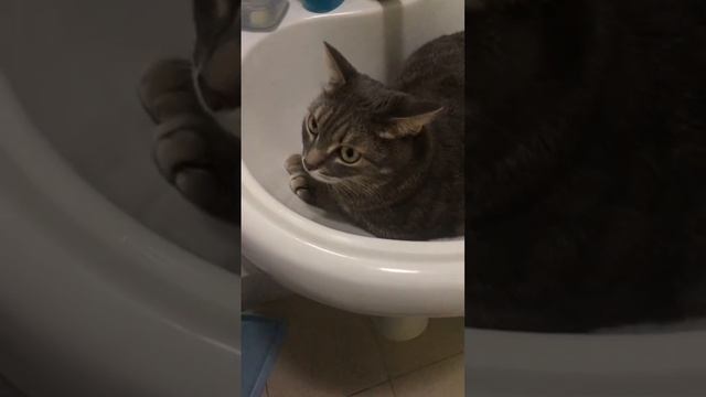 🐾 Котейки порой нуждаются в уединении. Но мы, хозяева, не всегда готовы это понять